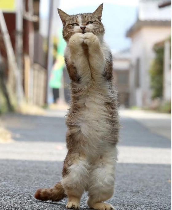 摸猫头能中大奖! 日本现实版"招财猫"会作揖祈福