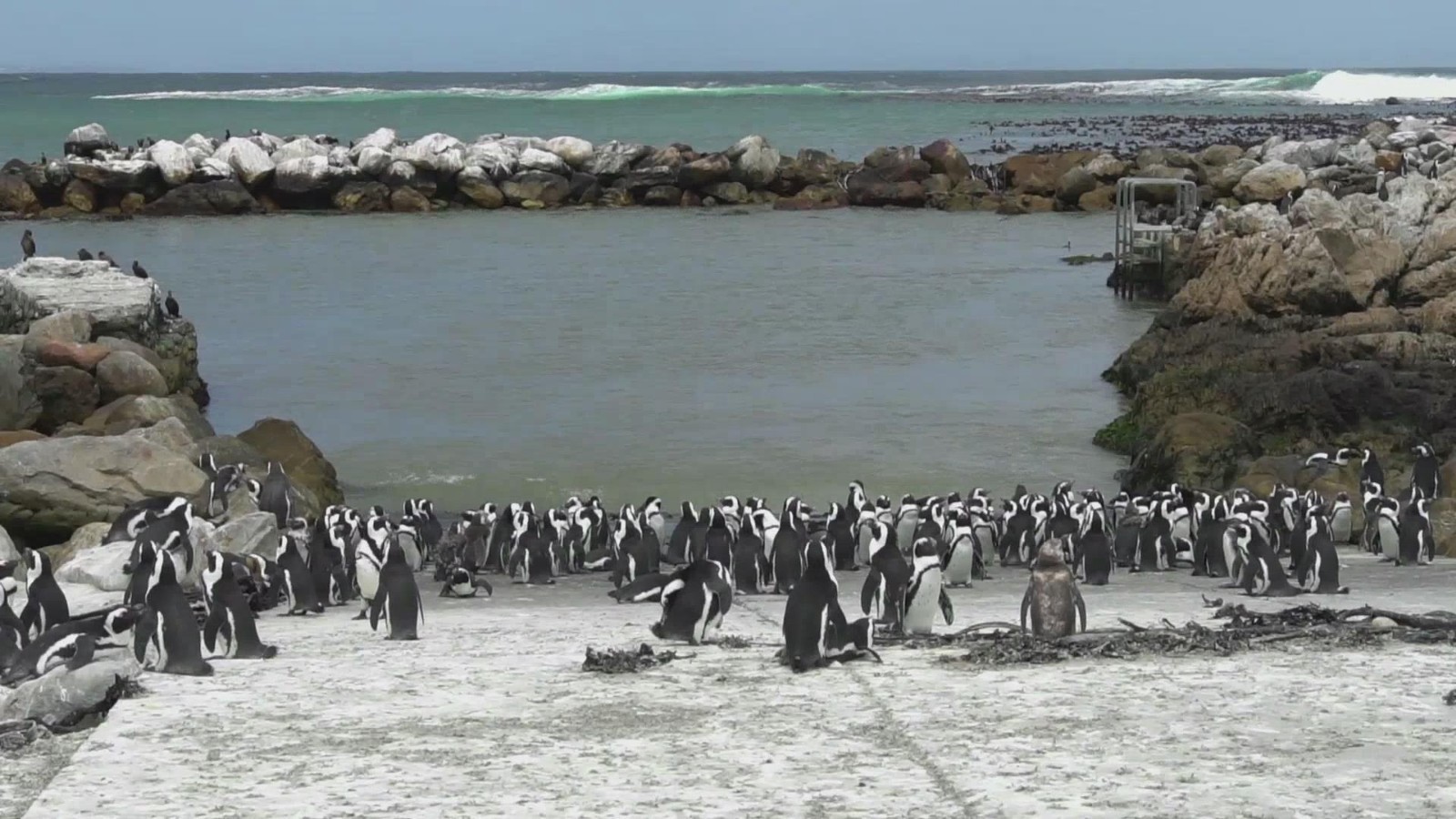 科学家预测非洲企鹅将于2026年彻底灭绝