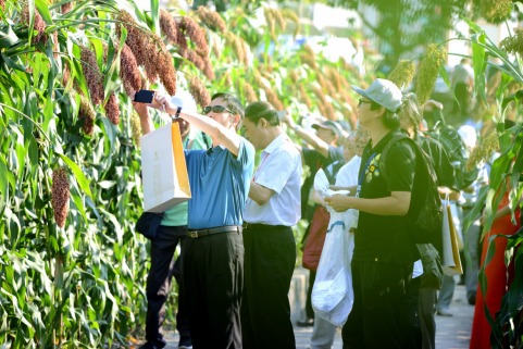 高粱红了,艺术家走进泸州老窖有机高粱基地感受浓香国酒的品质 高粱红了,艺术家走进泸州老窖有机高粱基地感受浓香国酒的品质