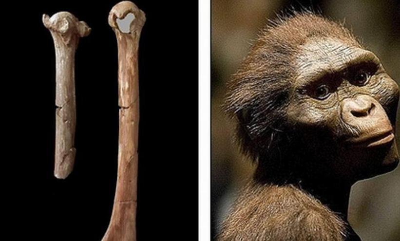 早期人类祖先露西可能是从树上掉下摔死