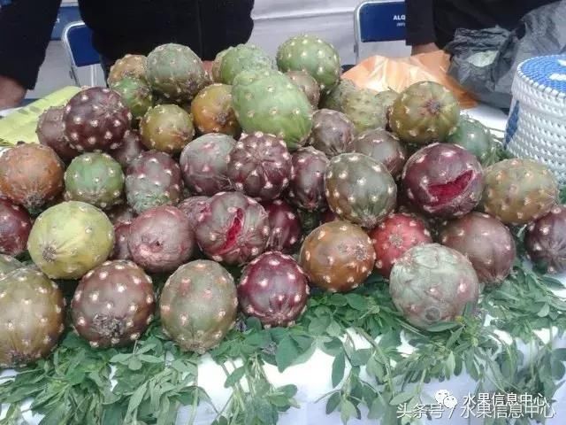 什么?仙人掌果可以吃?味道如何呢?