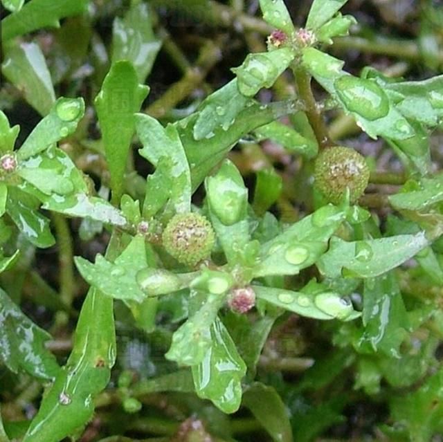 农村这种野草,叫鹅不食草,是治疗鼻炎的良药