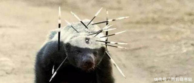 都说平头哥很厉害,那么平头哥的战斗力到底有