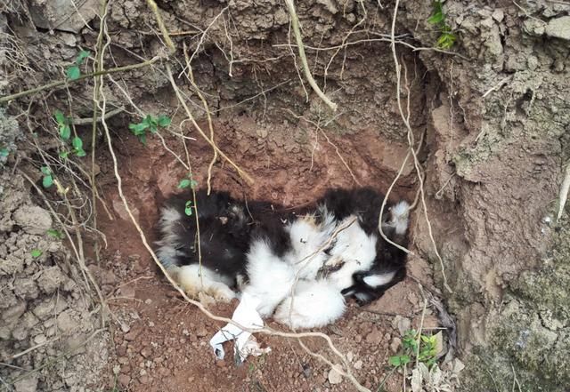 桥底下发现个宠物箱,打开一看是个死了的狗子,可怜的狗子!