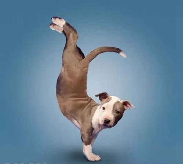 古有五禽戏,今有动物健身法.