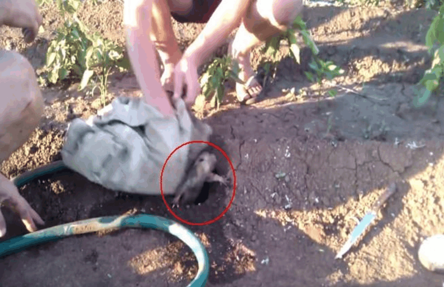 农村姑娘地里发现1个奇怪的洞口,朝里面注水,