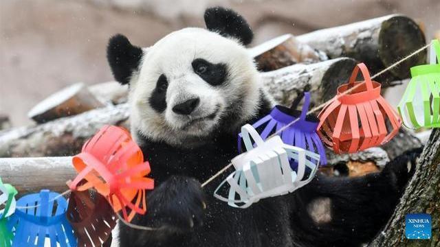 生活太滋润!旅俄大熊猫“如意”和“丁丁”体重狂飙,通通胖了40斤→ 生活太滋润!旅俄大熊猫“如意”和“丁丁”体重狂飙,通通胖了40斤→