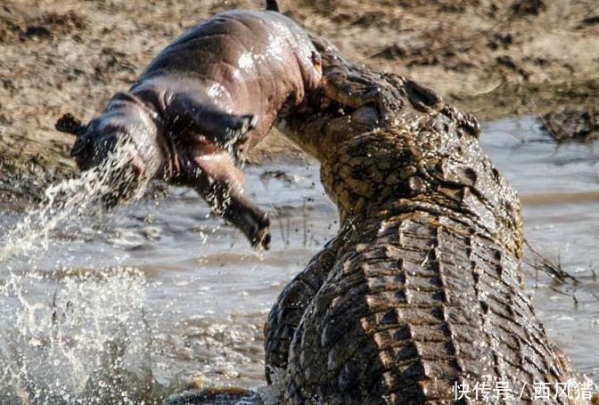 河马妈妈大怒:可恶的鳄鱼,居然敢欺负我的孩子