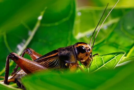 全球10大最省心又好养的宠物,仓鼠金鱼入选,最