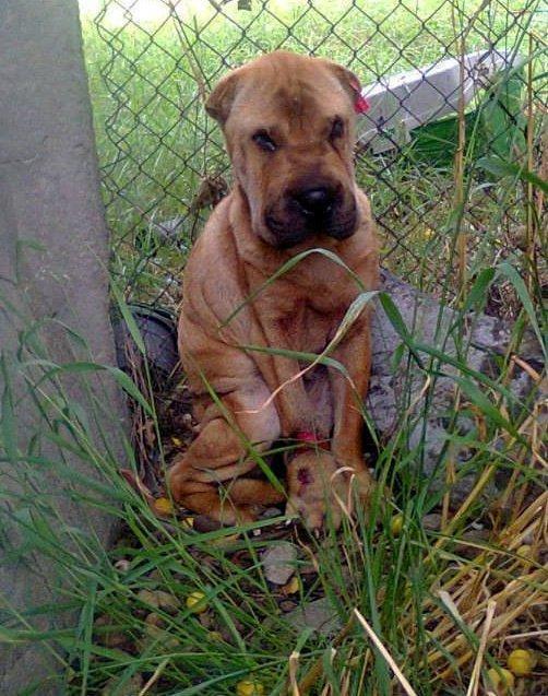 还有一条狗的腿上被一根绳子深深的勒进肉里，经过兽医和志愿者的全力抢救，它的那条腿也保留住了，并且现在十分健壮。