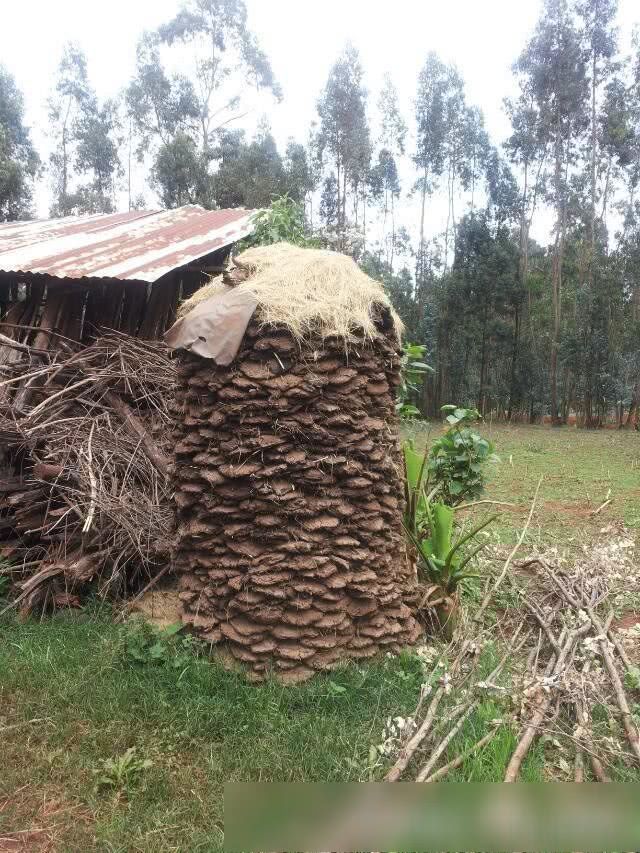 我在非洲打工的日常生活,最怕非洲跳蚤,当地人