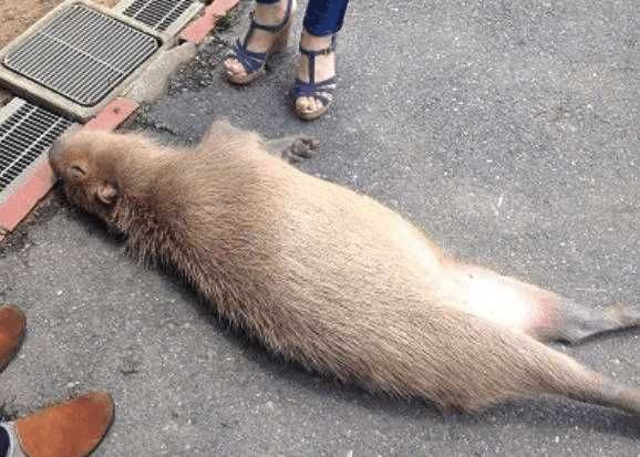 街边躺只巨大"老鼠"一动不动, 路人都停下来忍不住摸摸