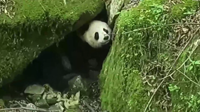不慌不忙气势十足，看野生秦岭大熊猫如何“出洞”
