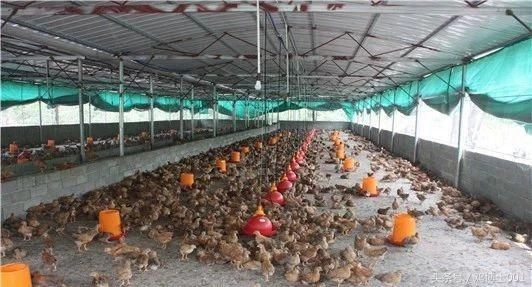 养鸡秘诀:养鸡不得病小窍门