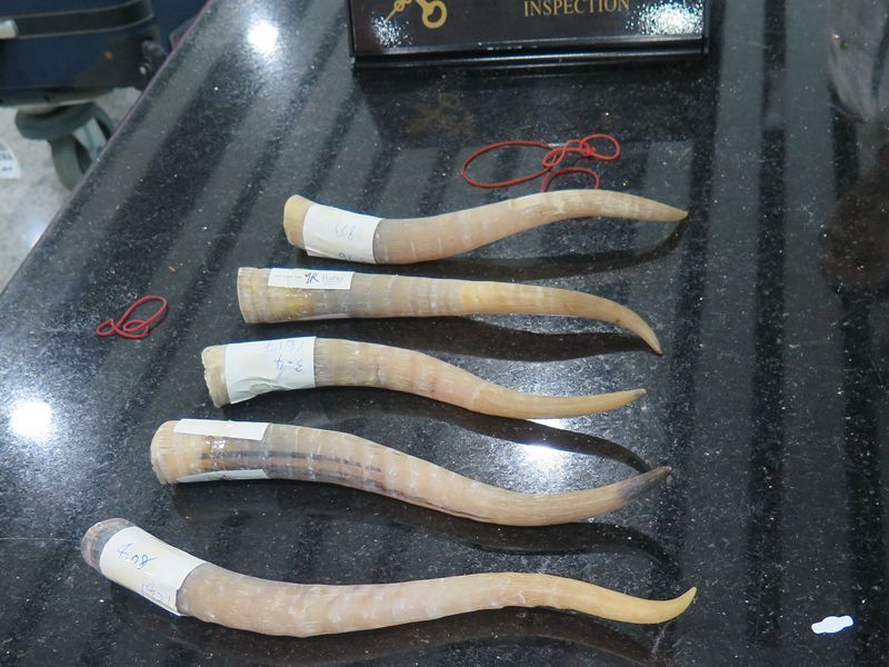 汕头海关截获国家一级保护动物赛加羚羊角