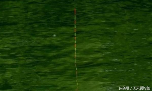 台钓调漂用调四钓二找不到底?台钓高手浅谈调