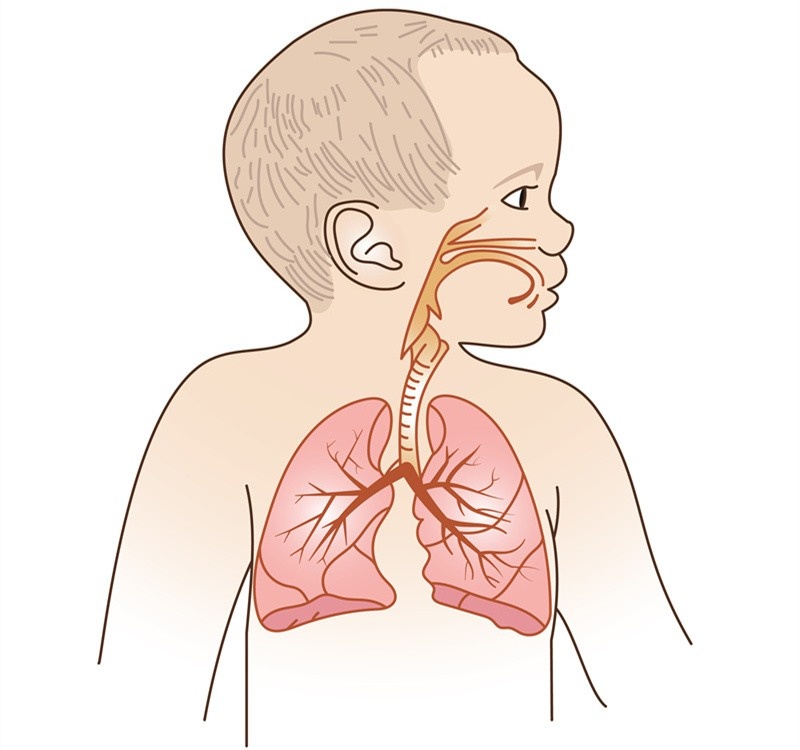 婴儿肺的位置图图片