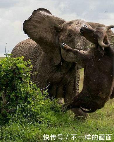 一头水牛误入了大象的乐园,但是不知道是哪个动作激怒其中的一头大象