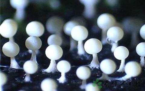 霉菌的传播方式是什么