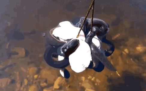 男子用20斤猪肉当诱饵钓鱼, 3根烟的功夫, 拉上