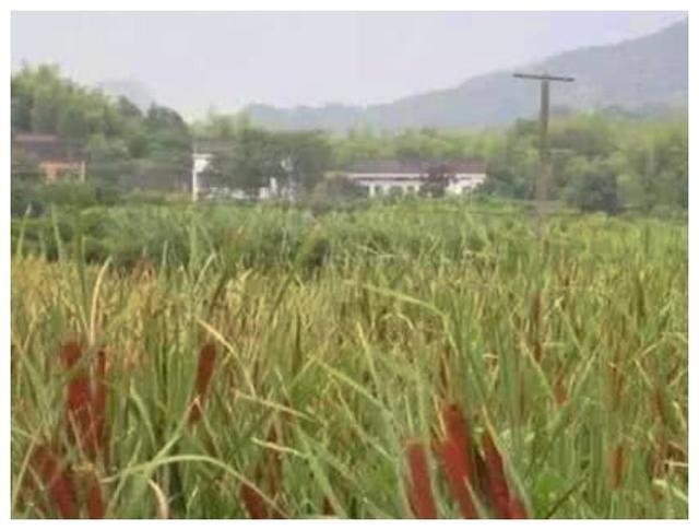 小本生意赚钱好项目,看看这4个项目,投资少风