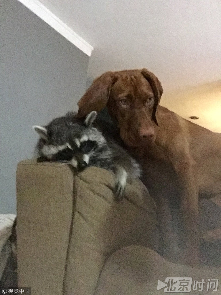 贝瑟妮是阿肯色州理工大学的教授，2016年6月，当她和丈夫在自己庭院闲逛时，这只野生浣熊从天而降，奄奄一息。当时，浣熊的体型才只有“烤土豆那么大”，这引起了这对夫妇的同情心。他们将这只从天而降的浣熊命名为“琼”，并给它喂猫奶，让它能够活下来。