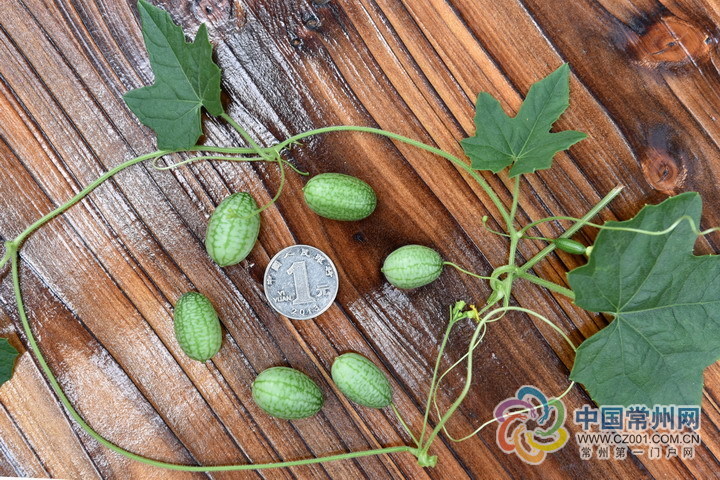 超q!常州成功引种南美洲"拇指西瓜"