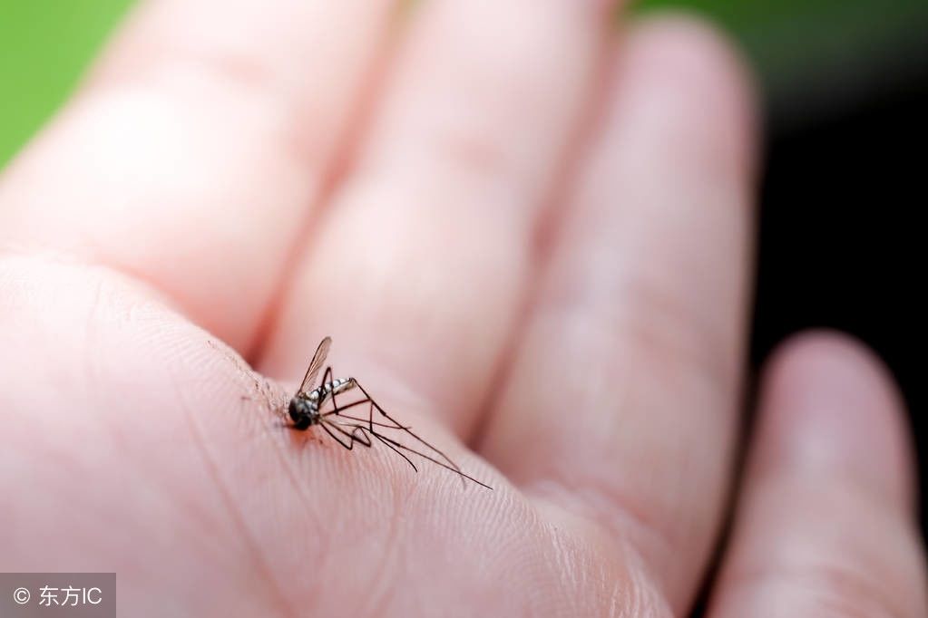 什么血型最招蚊子图片