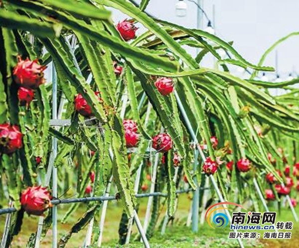 东方市将建全省最大食用菌生产基地 特色农业富东方