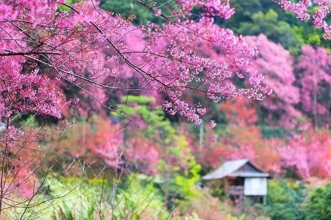 2018第一树樱花已开!2月底更新今年日本赏樱