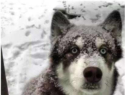 景甜在礼服里面穿秋裤?冬季新娘该怎样才能又