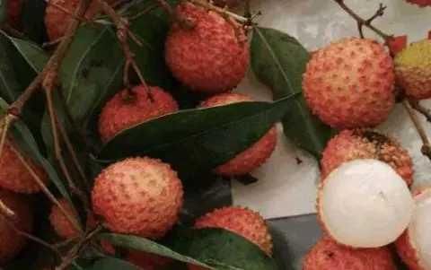 我们这荔枝滞销五毛钱一斤没人要,果农干脆当