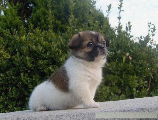 五种濒临灭绝的稀有动物,最后一种家喻户晓是