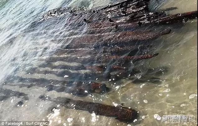 飓风后游客在海滩发现神秘木头 竟然是百年沉船