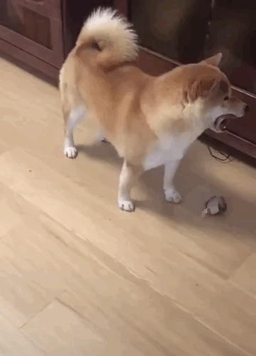 看到柴犬反手就是一顿摸,每次看到这种笑容就觉得特别暖,超可爱