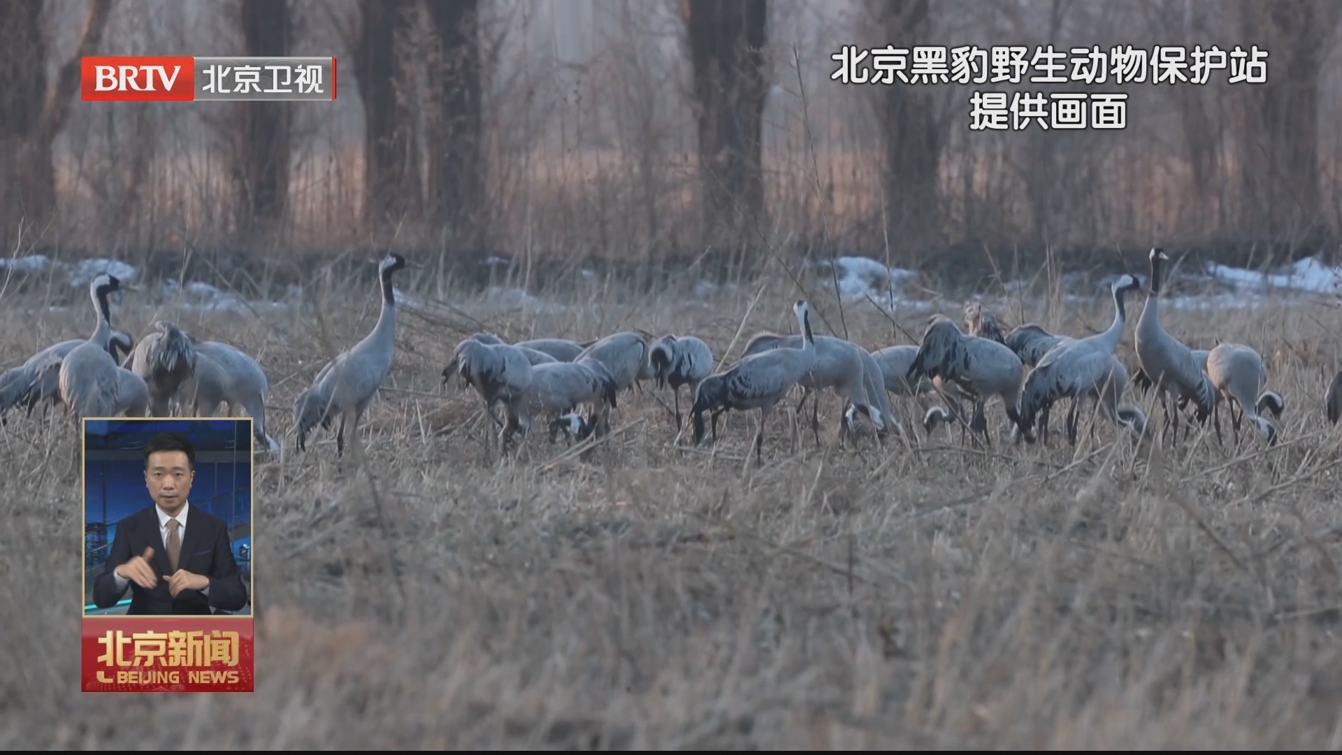 北归候鸟先头部队抵达官厅水库 北归候鸟先头部队抵达官厅水库