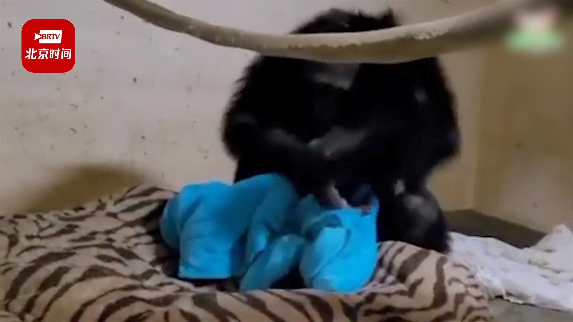 黑猩猩妈妈剖腹产两天后见到宝宝紧紧抱住