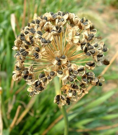 韭菜籽泡水喝,功效很厉害