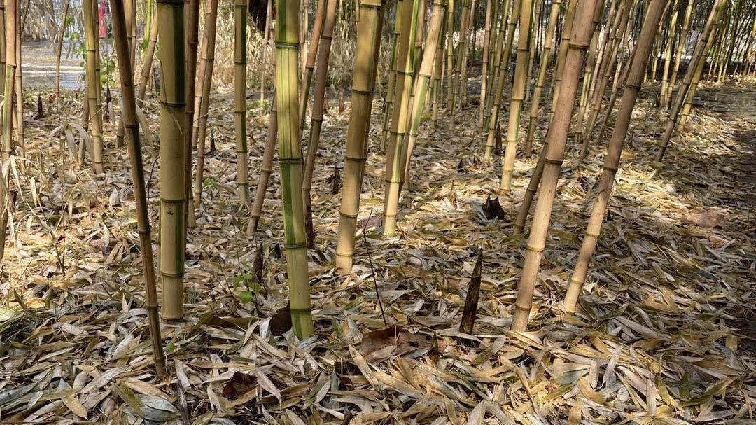 紫竹院公园有些竹子怎么还是枯黄？别着急，公园回应了！