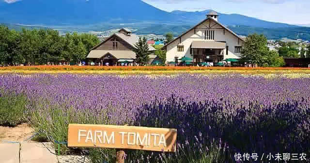 日本人农业模式让我汗颜!