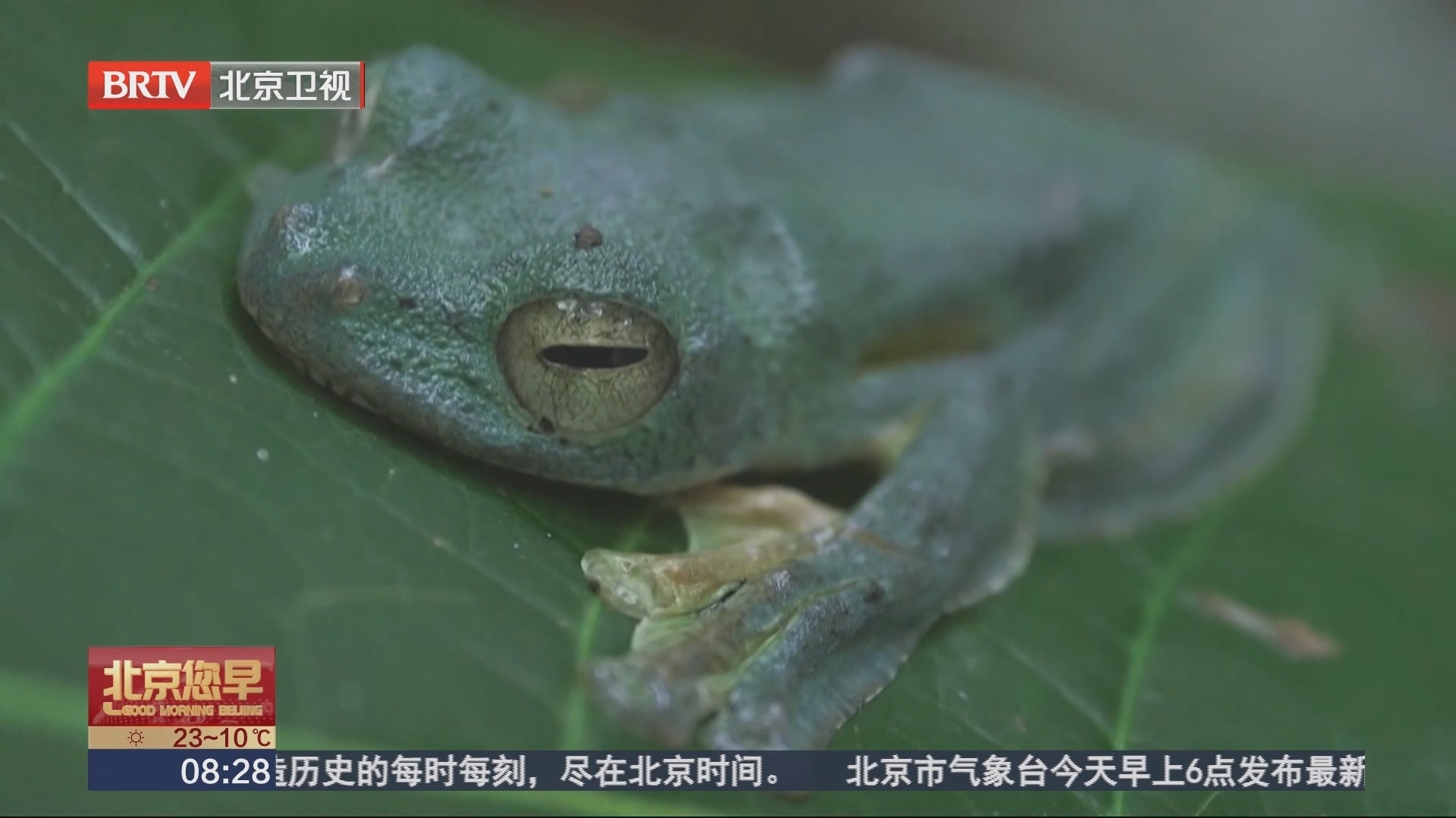 我不好吃！黑掌树蛙幼蛙伪装成粪便躲避捕食者