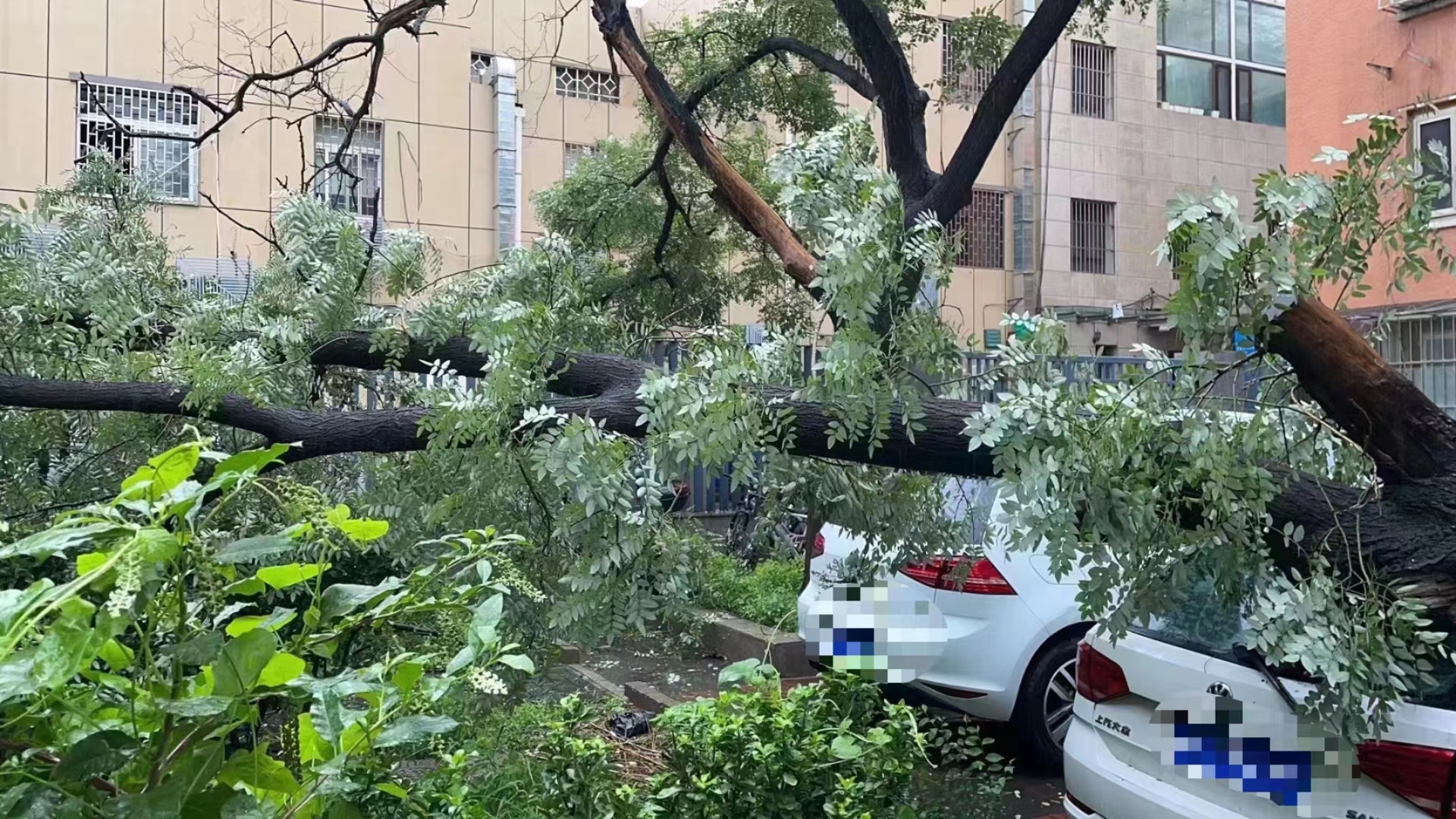 树倒砸车,三小时处理完毕!_北京时间