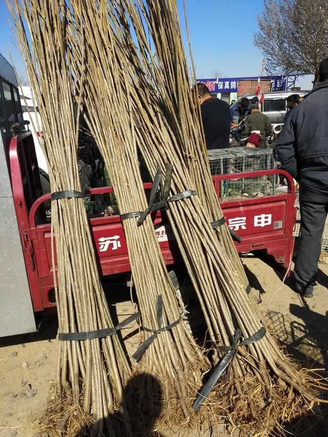 农村大叔种玉米不值钱,现在栽植树苗,栽植数苗