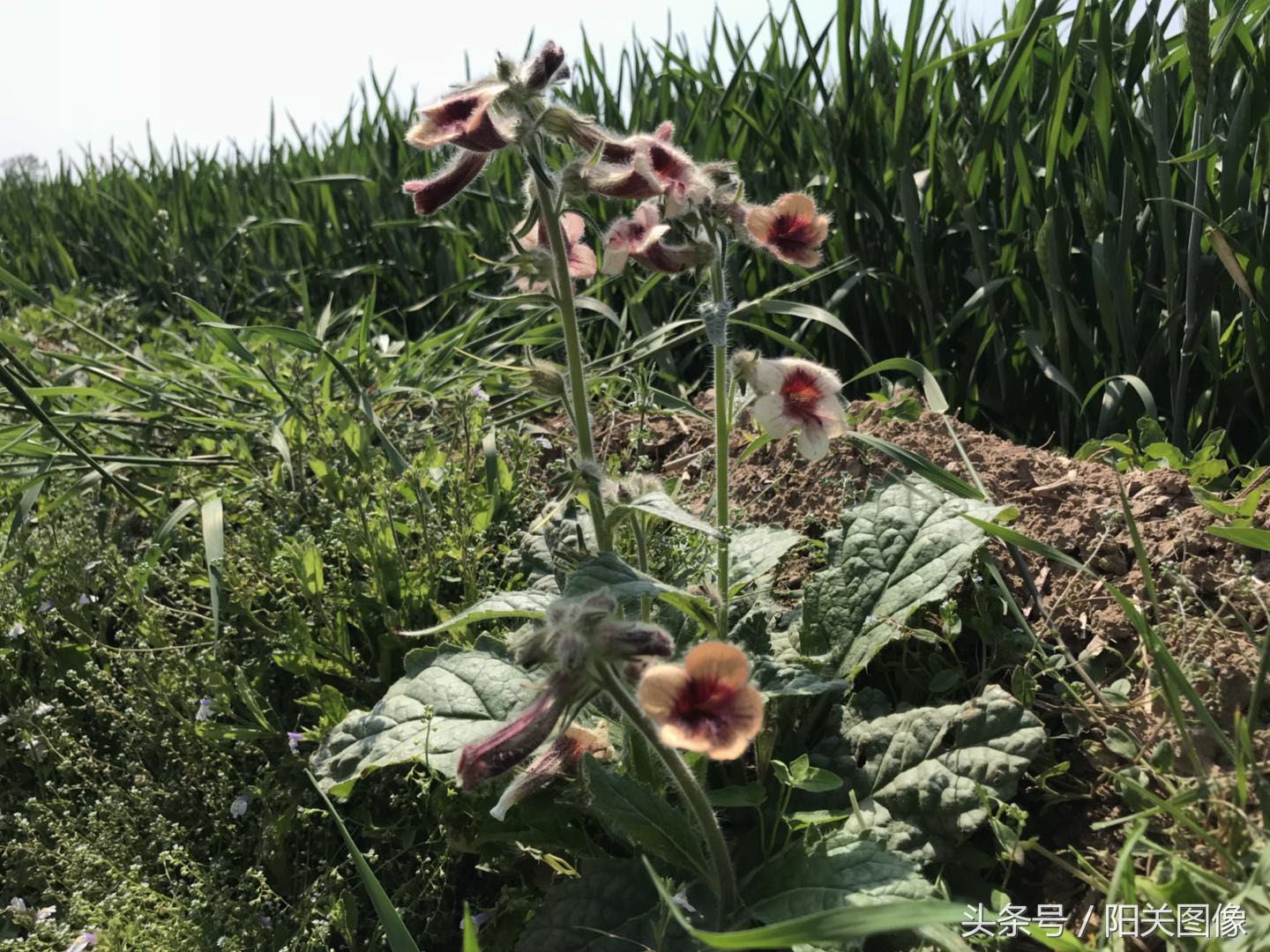 这9种常见的田间野草,土生土长的农村人,却不