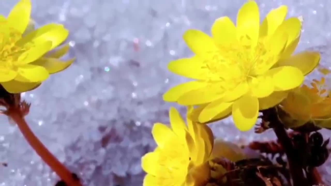 绝美！看冰凌花破冰绽放