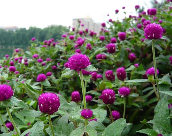 不同种类茶叶的作用大全,一定要收藏啊