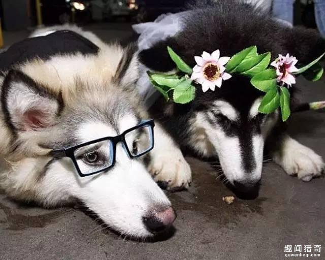 七夕情人节，狗狗们都穿上婚纱来虐人了。