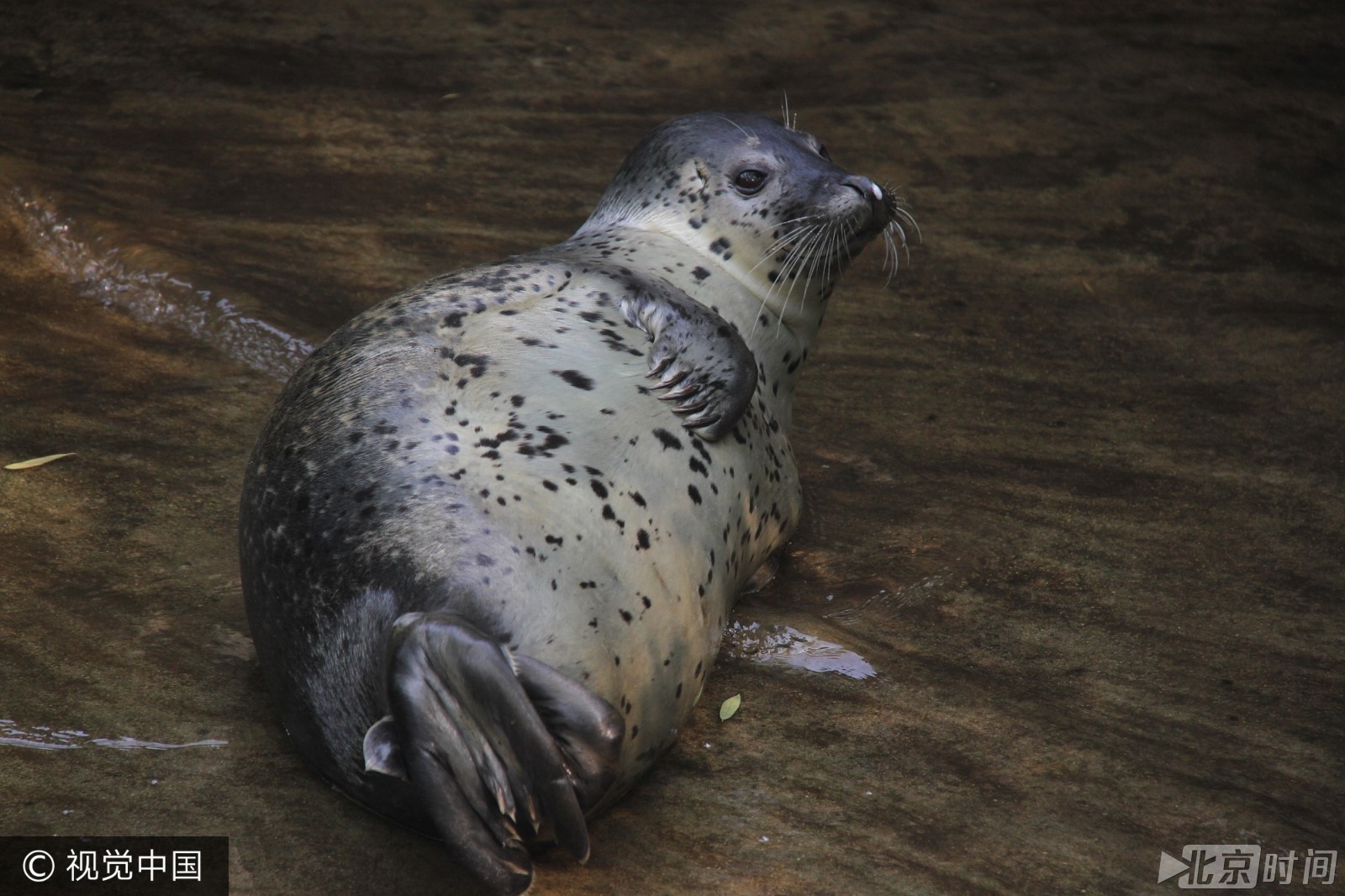 敲可爱!海豹懒散趵突泉打滚卖萌
