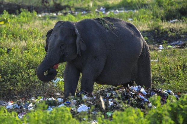 大象因饥饿到垃圾堆里觅食,动物们的生存环境让人堪忧