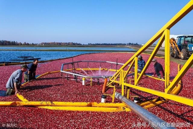 不受贸易战冲击,美国农民对川普支持率上涨